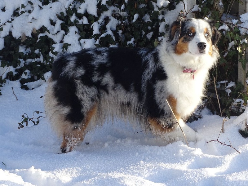 La neige