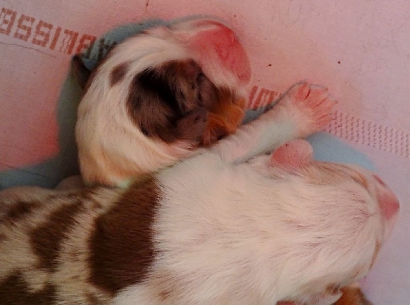 Les chiots 2016